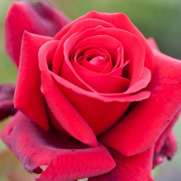 Royal William Hybrid Tea Rose (Rosa Royal William) 1